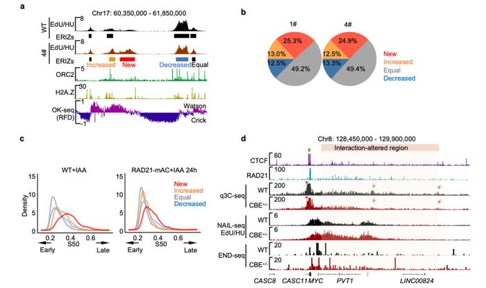 Nature Genetics｜胡家志课题组揭示黏连蛋白Cohesin功能缺失导致致癌基因突变的分子机制