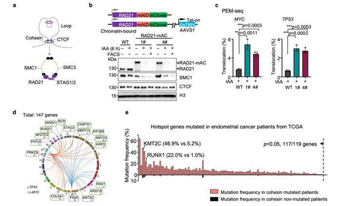 Nature Genetics｜胡家志课题组揭示黏连蛋白Cohesin功能缺失导致致癌基因突变的分子机制