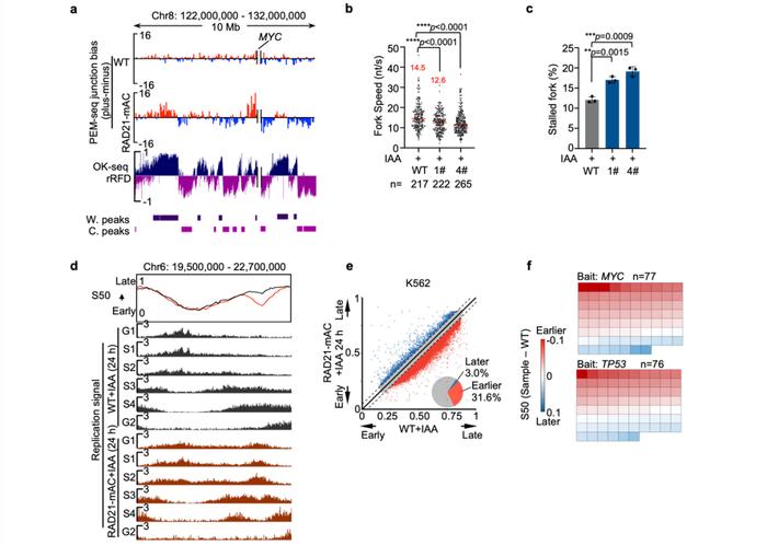 Nature Genetics｜胡家志课题组揭示黏连蛋白Cohesin功能缺失导致致癌基因突变的分子机制