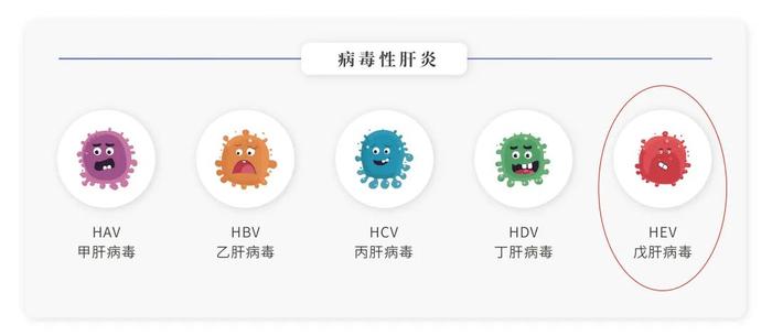 【世界肝炎日】——戊型肝炎知多少，预防“肝”货要记牢