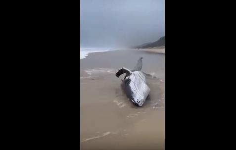 台风“杜苏芮”登陆！海滩“吹上来鲸鱼”？当地警方回应