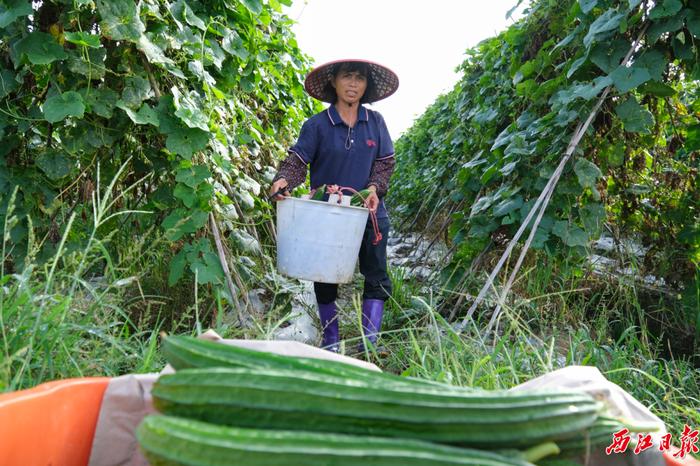 权威认证！“岭南蔬菜之乡”就在肇庆这个地方……