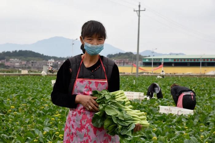 权威认证！“岭南蔬菜之乡”就在肇庆这个地方……