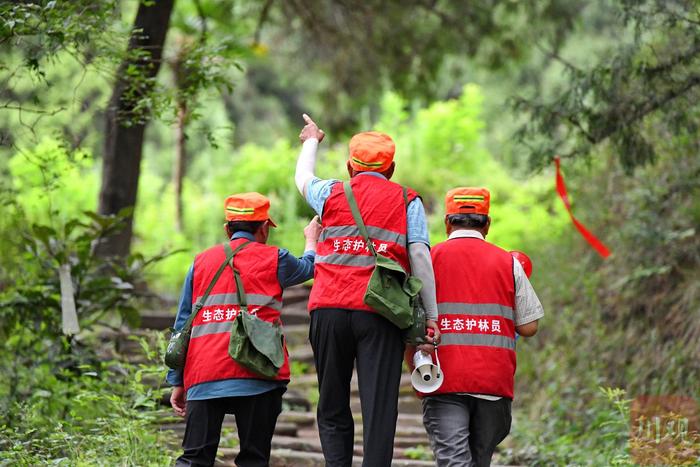 走进翠云廊·图集丨镜头直击翠云廊古蜀道 古树平均年龄1000岁