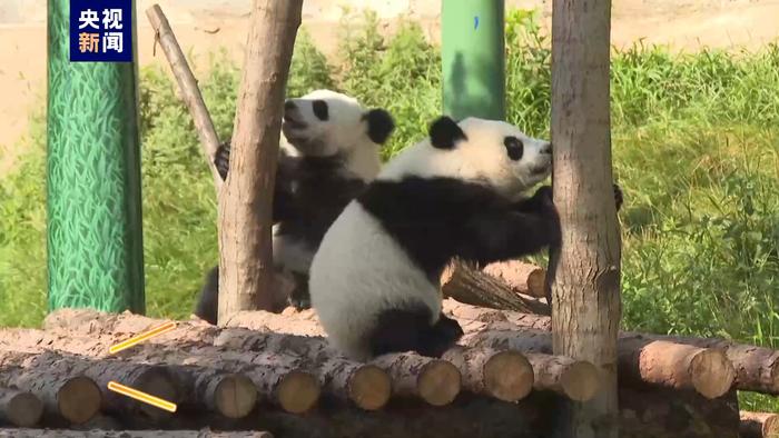 起床喝奶啦！看看大熊猫宝宝“晨练”都有哪些“功课”