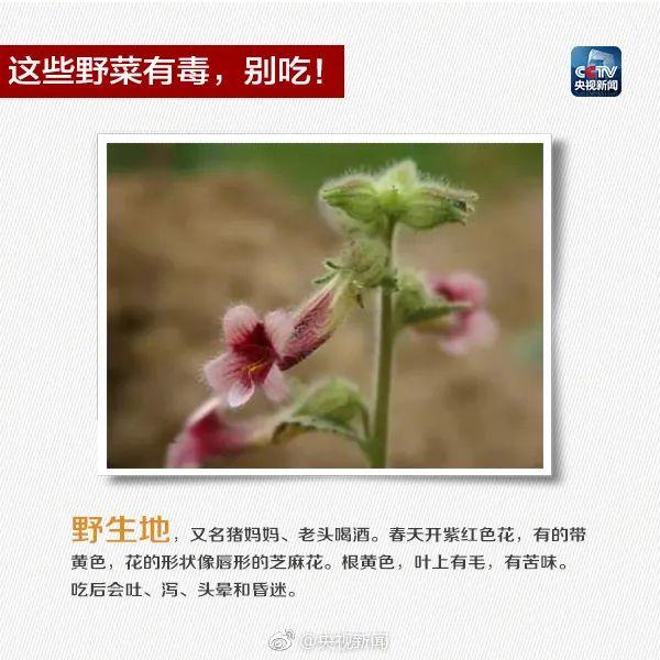 5~8片叶子就能毒倒1个成年人，这种植物千万别吃