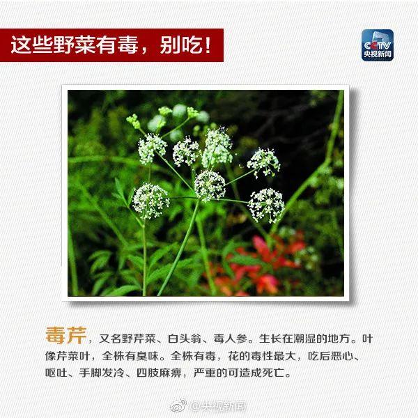 5~8片叶子就能毒倒1个成年人，这种植物千万别吃