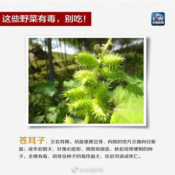 5~8片叶子就能毒倒1个成年人，这种植物千万别吃