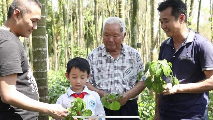 2023年“最美屯昌人”候选人丨郑道锦：“深耕”南药60多年 采育近千药材品种