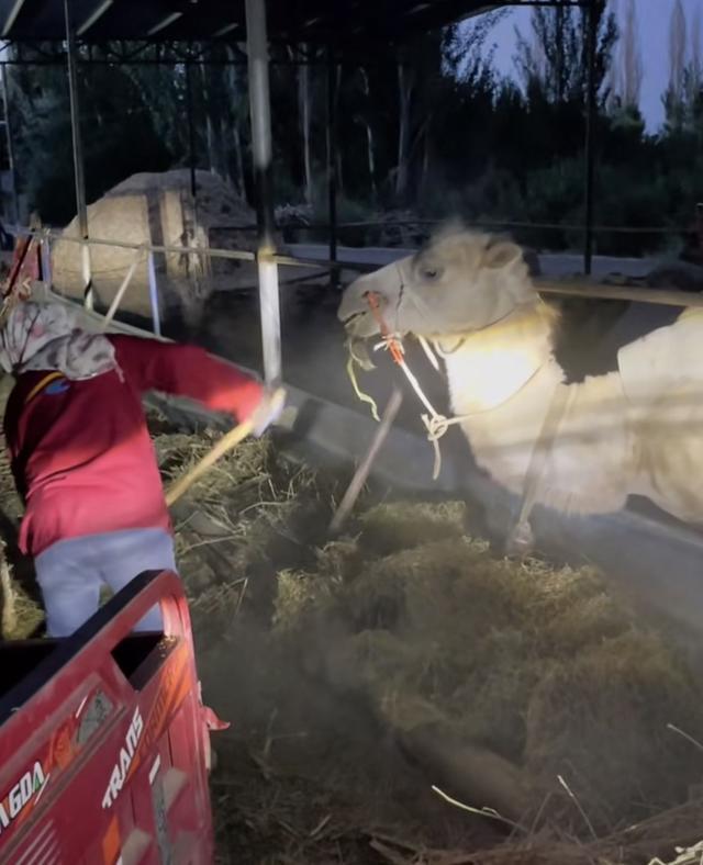 驼户正在给骆驼喂草。 受访者供图