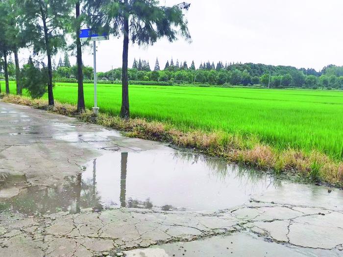 石湖荡镇抓紧推进破损道路修缮工程  洙桥村东南路年内完成提档升级