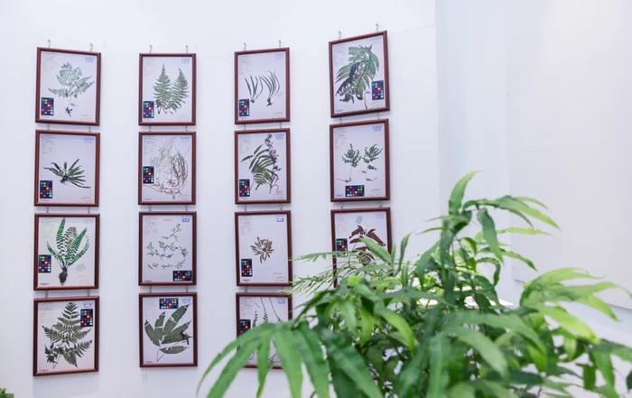 植物界的活化石 辰山植物园百种珍奇蕨类植物集中亮相