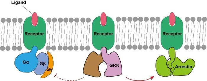 Nature | 徐华强/段佳/杨德华合作破解GPCRs的激酶招募及偏向性信号转导机制