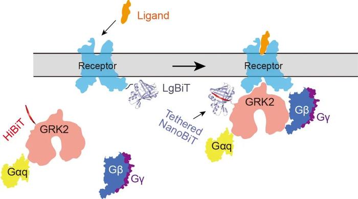 Nature | 徐华强/段佳/杨德华合作破解GPCRs的激酶招募及偏向性信号转导机制