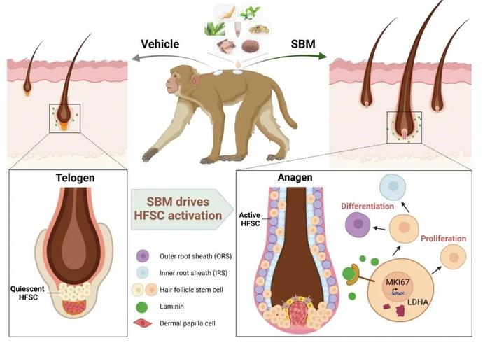 BioMed Central | 孙洋团队在食蟹猴模型上揭示诗碧曼精华液激活毛囊干细胞进而促进毛发再生的机制