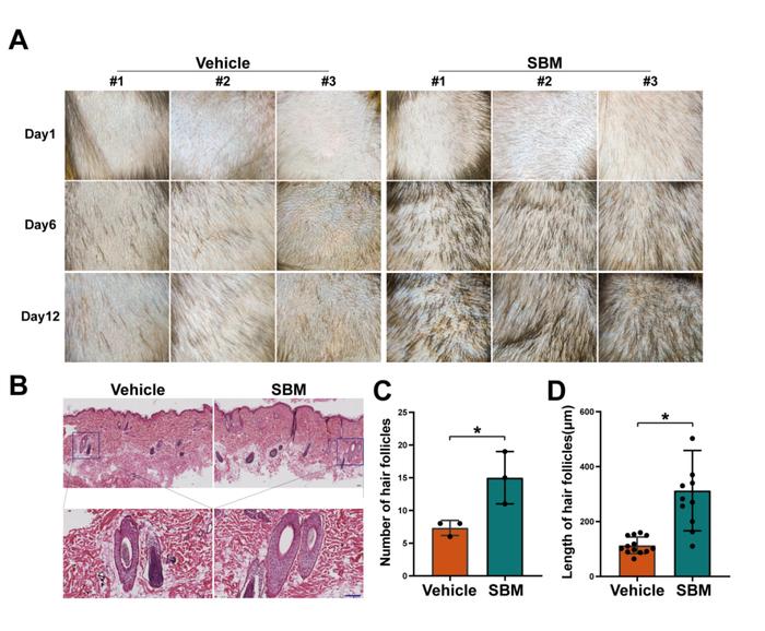 BioMed Central | 孙洋团队在食蟹猴模型上揭示诗碧曼精华液激活毛囊干细胞进而促进毛发再生的机制
