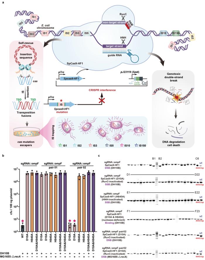 Nature 子刊 | 上海交大邓子新团队揭示高效失活CRISPR-Cas系统的新机制