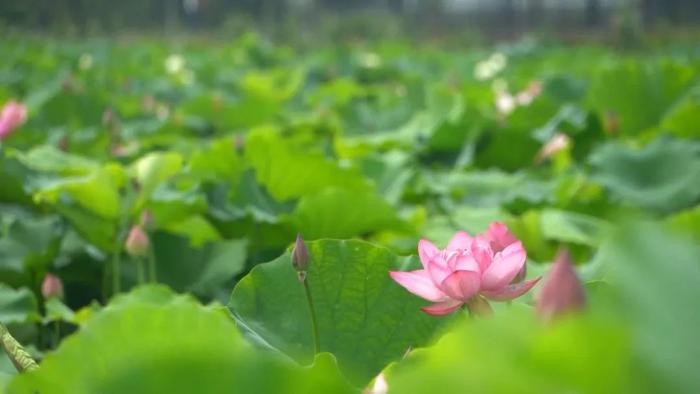 走进长春！100个网红打卡地之公主岭双青湖旅游度假风景区