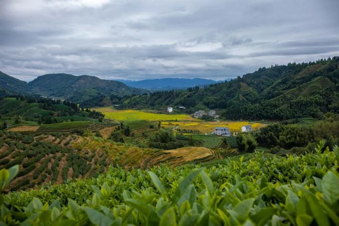 正宗安溪铁观音，99元到手100包，限量赠送分离式泡茶杯！2023年新茶，鲜！