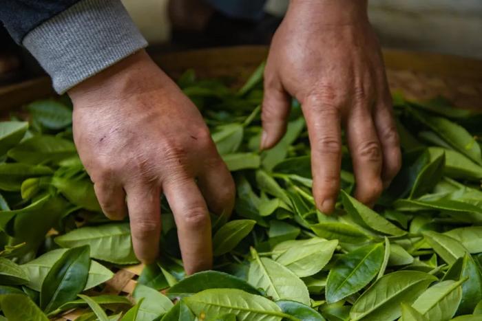 正宗安溪铁观音，99元到手100包，限量赠送分离式泡茶杯！2023年新茶，鲜！