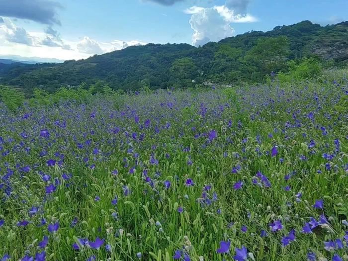 【甘快看】成县：小小铃铛花 飘香致富路