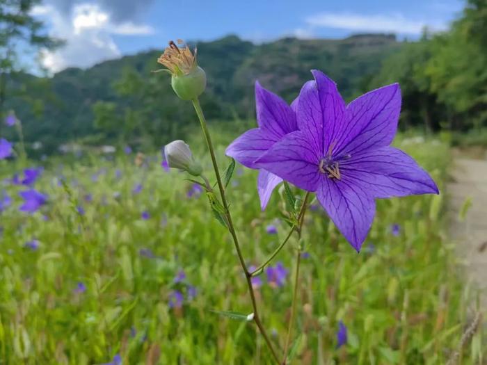 【甘快看】成县：小小铃铛花 飘香致富路