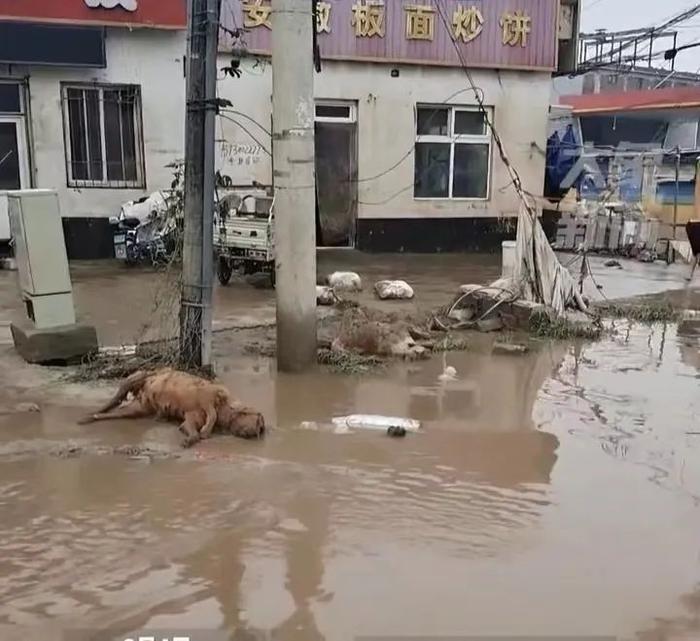 垃圾、动物尸体露出...涿州城区将大面积消杀！京津冀水灾保险估损近33亿，平安预估理赔额超2.3亿