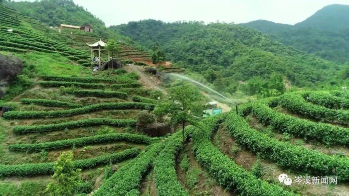 全市发展茶叶专业合作社269户，惠及村民约24万人