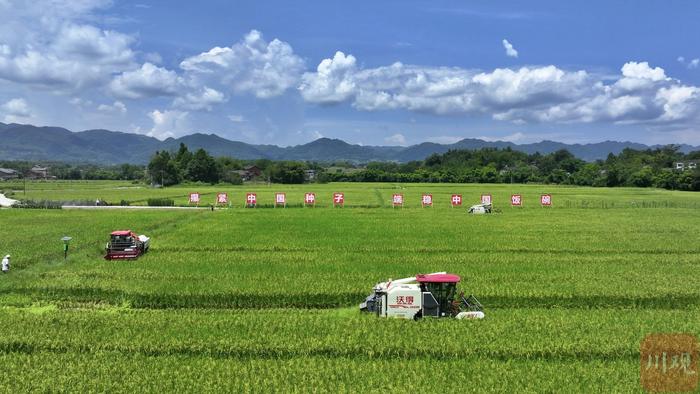 组图丨大竹县2.8万亩制种水稻开镰