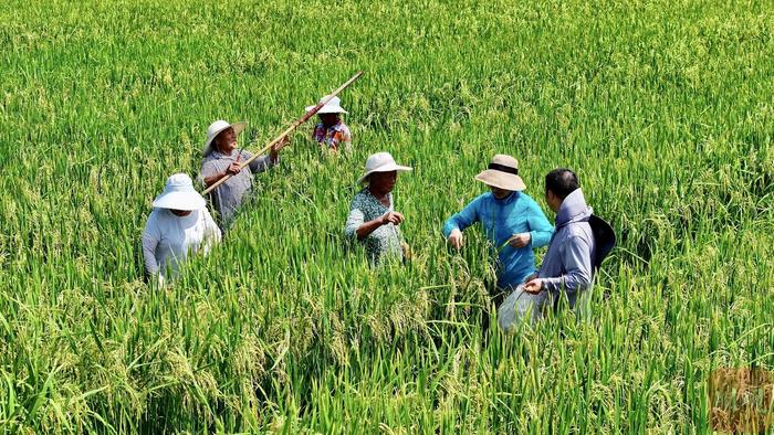 组图丨大竹县2.8万亩制种水稻开镰