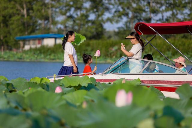 组图丨滕州：荷花迎秋开 美景迎游人