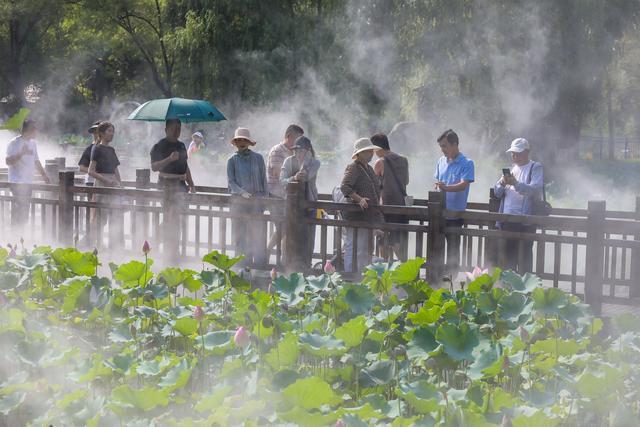 组图丨滕州：荷花迎秋开 美景迎游人