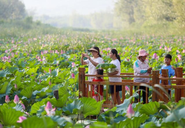 组图丨滕州：荷花迎秋开 美景迎游人