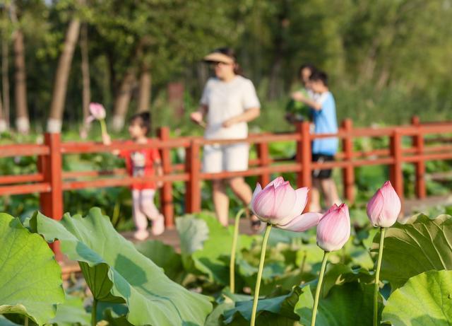 组图丨滕州：荷花迎秋开 美景迎游人