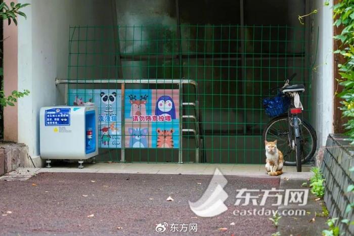 流浪猫的生活意见：1㎡小屋是居民的最大公约数吗？