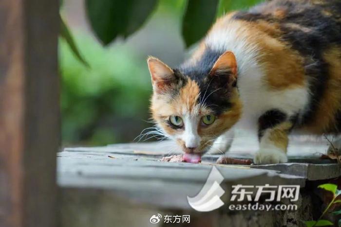 流浪猫的生活意见：1㎡小屋是居民的最大公约数吗？