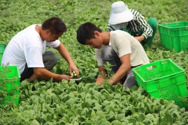 蔬菜也要“避暑”，大棚里的小菜苗这样过“夏淡”