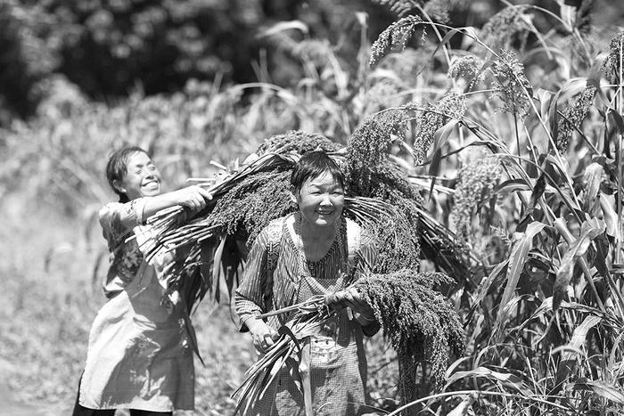 贵州省赤水市引导农民种植酿酒高粱助力乡村振兴