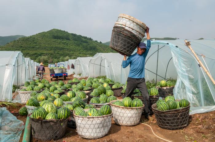 河北赤城：小小西瓜藤 结出“富民果”