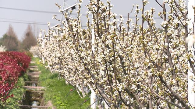 吃一口就爱上！清甜爽口、脆嫩多汁的它在金山“C位出道”啦！