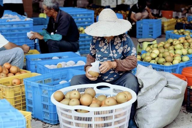 吃一口就爱上！清甜爽口、脆嫩多汁的它在金山“C位出道”啦！