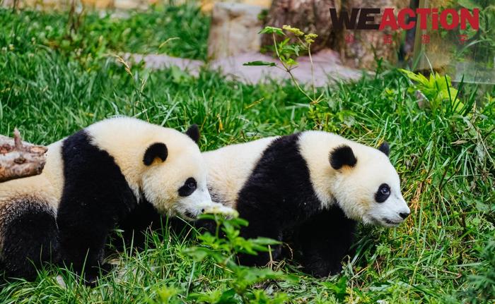 WEACTION公益游学｜14位熊猫义工的动物保护之旅