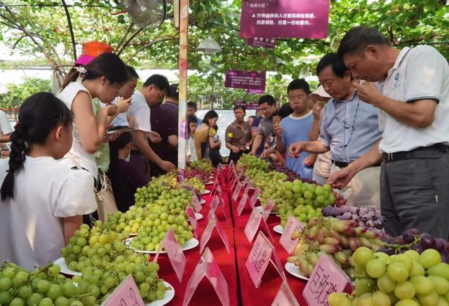 马陆葡萄“上新”，哪款是大家的最爱？