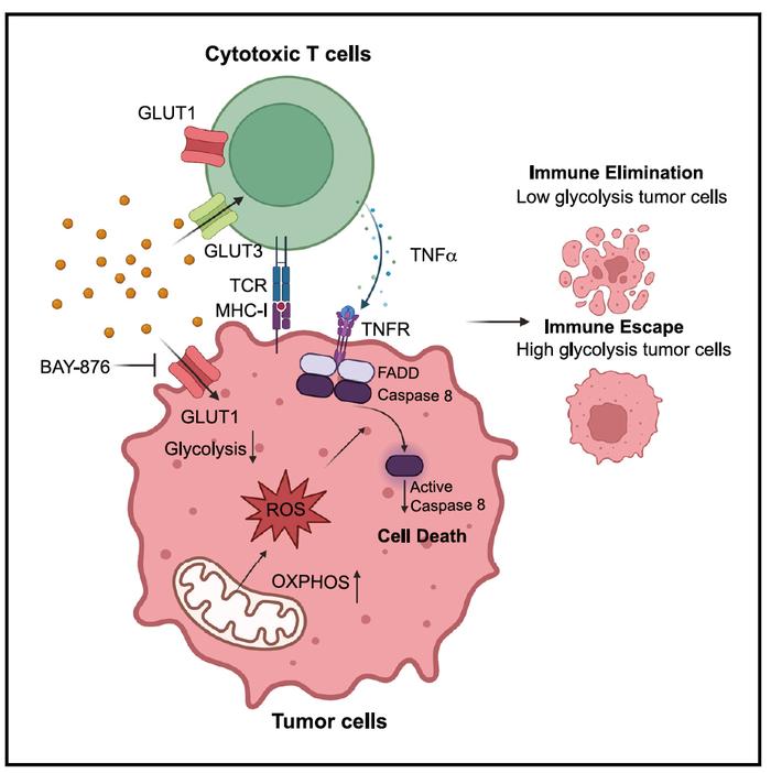 Cell Metab | 潘登/曾泽贤/汪付兵联合揭示糖酵解通路调控肿瘤免疫耐受机制