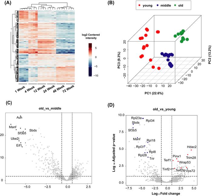 Molecular & Cellular Proteomics | 上海交大肖华课题组揭示核酸结合蛋白在衰老进程中的重要作用