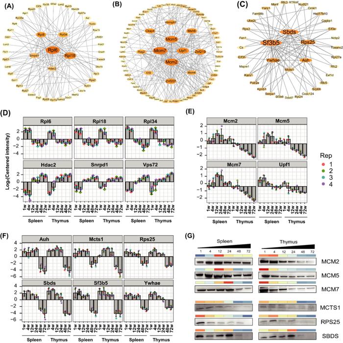 Molecular & Cellular Proteomics | 上海交大肖华课题组揭示核酸结合蛋白在衰老进程中的重要作用