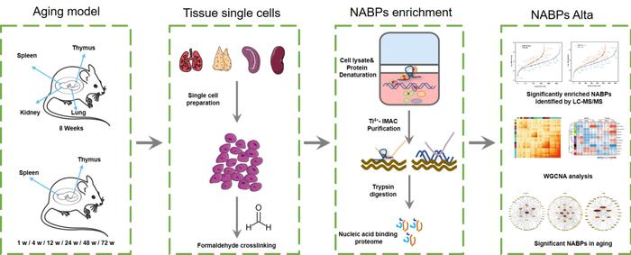 Molecular & Cellular Proteomics | 上海交大肖华课题组揭示核酸结合蛋白在衰老进程中的重要作用