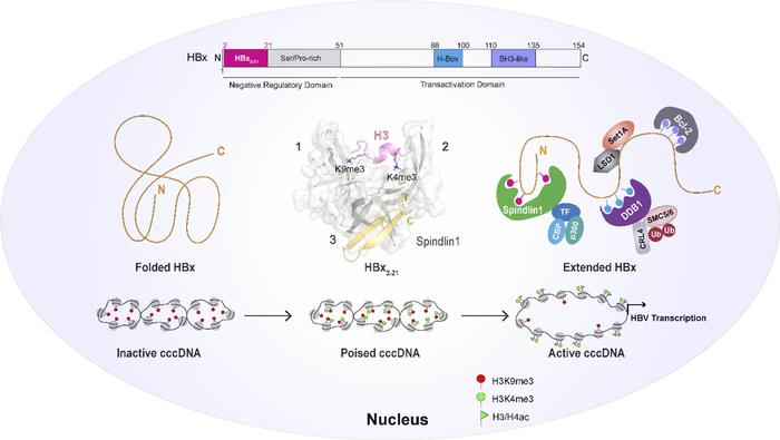 Nature子刊 | 李海涛/李文辉/王大亮揭示Spindlin1-HBx互作调控乙肝病毒微染色体状态切换与转录活化的表观机制