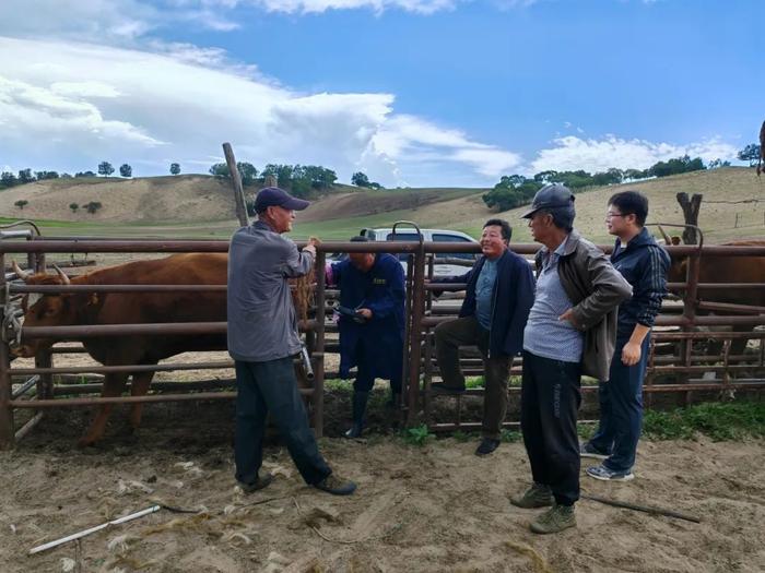 红山子乡福盛号村：党建引领肉牛产业 全力推进畜牧品种改良