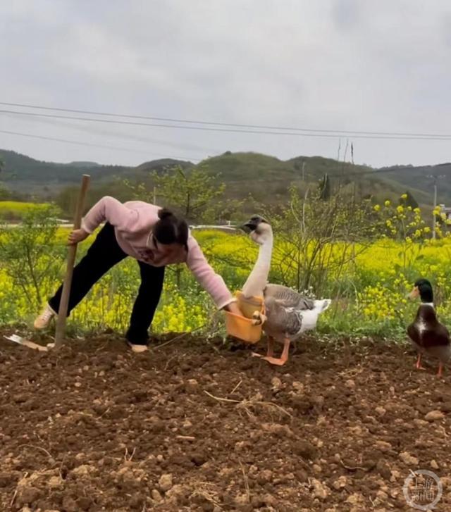 贵州女子养了两只“打工鹅”：取快递，背种子，还配合交警拍交通宣传视频